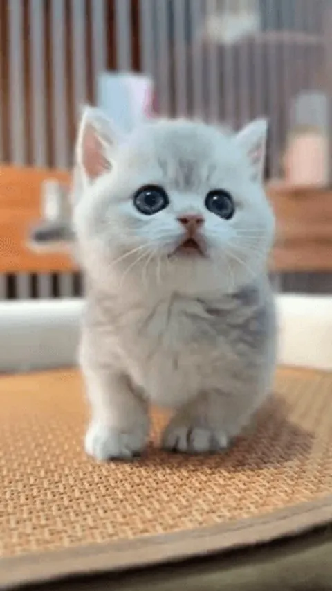 奶白色小猫好奇地看向镜头的特写画面